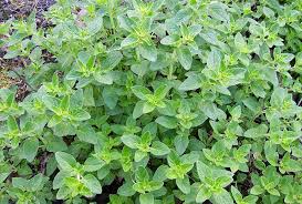 Attēlu rezultāti vaicājumam “Origanum vulgare leaf”