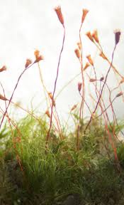 Attēlu rezultāti vaicājumam “Dicranella crispa”