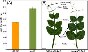 Attēlu rezultāti vaicājumam “Pisum sativum leaf”