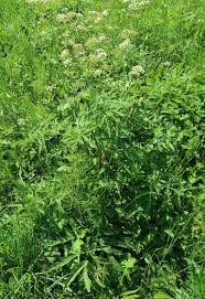 Attēlu rezultāti vaicājumam “Heracleum sphondylium subsp. sibiricum fruit”