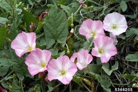 Attēlu rezultāti vaicājumam “Convolvulus arvensis flower”
