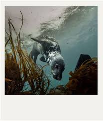 Image result for Wyndley Seals Snorkelling Club