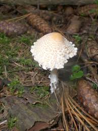 Attēlu rezultāti vaicājumam “Lepiota clypeolaria”