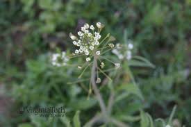 Attēlu rezultāti vaicājumam “Capsella bursa-pastoris bud”
