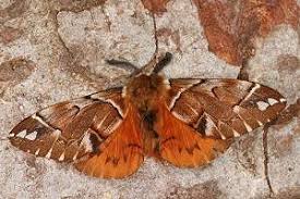 Attēlu rezultāti vaicājumam “Endromidae”