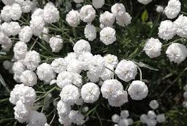 Attēlu rezultāti vaicājumam “Gypsophila paniculata leaf”