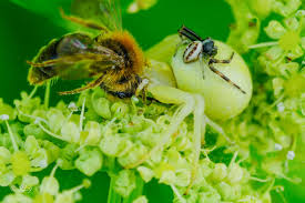 Attēlu rezultāti vaicājumam “Andrena haemorrhoa female”