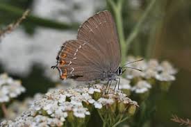 Attēlu rezultāti vaicājumam “Satyrium ilicis underside”