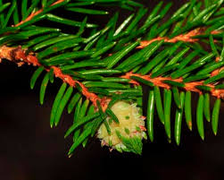 Attēlu rezultāti vaicājumam “Adelges laricis nymph”