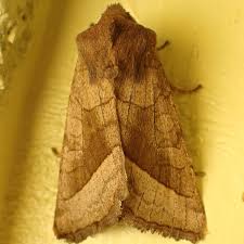 Attēlu rezultāti vaicājumam “Hydraecia micacea”