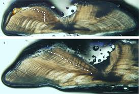 Image result for Mycteroperca venenosa