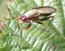 Attēlu rezultāti vaicājumam “Coremacera marginata”