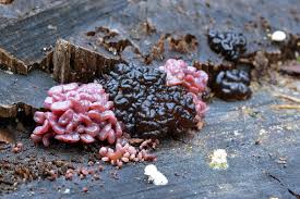 Attēlu rezultāti vaicājumam “Ascotremella faginea”