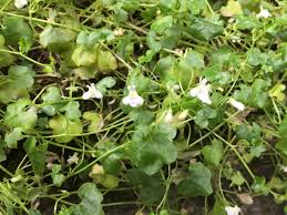 Attēlu rezultāti vaicājumam “Saxifraga cymbalaria flower”