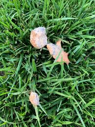 Attēlu rezultāti vaicājumam “Fuligo septica var. rosea young”