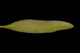 Attēlu rezultāti vaicājumam “Antirrhinum majus leaf”