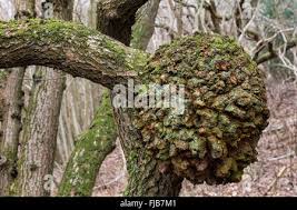Attēlu rezultāti vaicājumam “Quercus robur male flower”