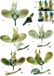 Attēlu rezultāti vaicājumam “Ypsolopha asperella”