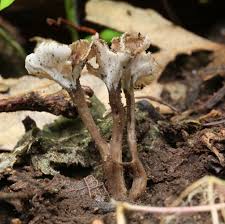 Attēlu rezultāti vaicājumam “Pseudocraterellus”