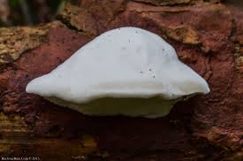 Attēlu rezultāti vaicājumam “Postia stiptica”