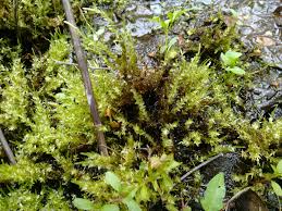 Attēlu rezultāti vaicājumam “Calliergon megalophyllum”