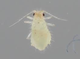 Attēlu rezultāti vaicājumam “Chaitophorus populeti”