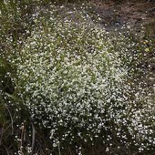 Attēlu rezultāti vaicājumam “Galium palustre”