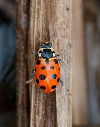 Attēlu rezultāti vaicājumam “Hippodamia tredecimpunctata”