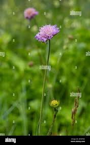 Attēlu rezultāti vaicājumam “Knautia arvensis leaf”