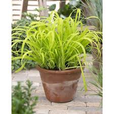 Attēlu rezultāti vaicājumam “Milium effusum flower”