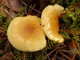 Attēlu rezultāti vaicājumam “Physarum rubiginosum spores”