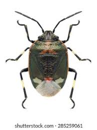 Attēlu rezultāti vaicājumam “Eurydema oleracea imago”