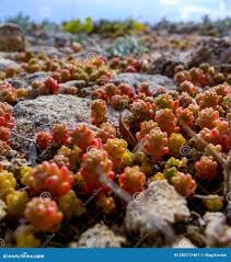 Attēlu rezultāti vaicājumam “Sedum acre fruit”