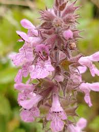 Attēlu rezultāti vaicājumam “Stachys palustris flower”