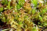 Attēlu rezultāti vaicājumam “Ptilidium ciliare”