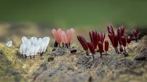 Attēlu rezultāti vaicājumam “Oligonema favogineum plasmodium”