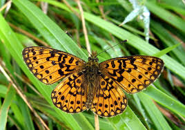 Attēlu rezultāti vaicājumam “Clossiana selene underside”