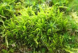 Attēlu rezultāti vaicājumam “Dicranum montanum var. truncicolum”