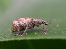 Attēlu rezultāti vaicājumam “Polydrusus tereticollis”