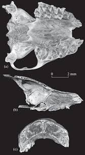 Attēlu rezultāti vaicājumam “Eptesicus nilssonii”