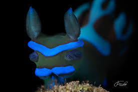 Attēlu rezultāti vaicājumam “Jalla dumosa imago”