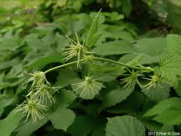 Attēlu rezultāti vaicājumam “Humulus lupulus”