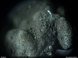 Attēlu rezultāti vaicājumam “Lamproderma debile macro”