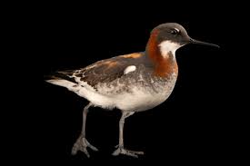 Attēlu rezultāti vaicājumam “Phalaropus lobatus”