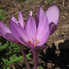 Attēlu rezultāti vaicājumam “Colchicum autumnale”