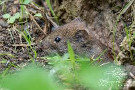 Attēlu rezultāti vaicājumam “Myodes glareolus”