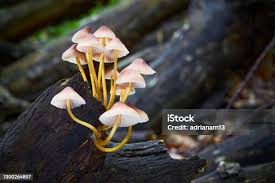 Attēlu rezultāti vaicājumam “Mycena renati”