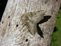 Attēlu rezultāti vaicājumam “Odontopera bidentata”