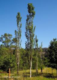 Attēlu rezultāti vaicājumam “Populus nigra”
