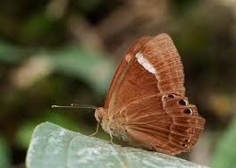 Attēlu rezultāti vaicājumam “Riodinidae”